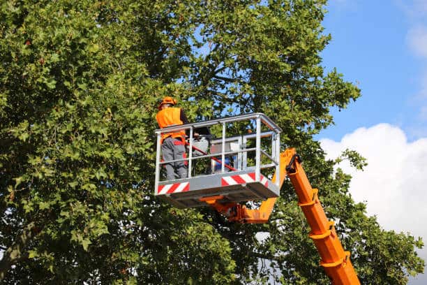Tree care team at work DuPage County