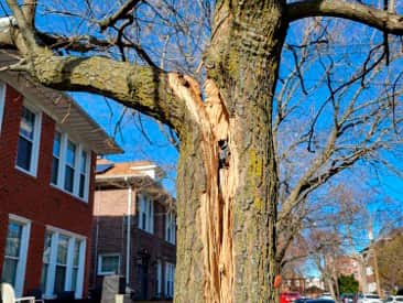 Completed tree service projects across DuPage County