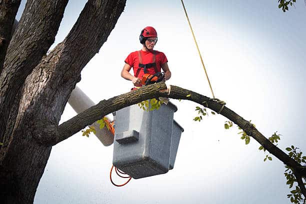 Commercial tree removal and site restoration
