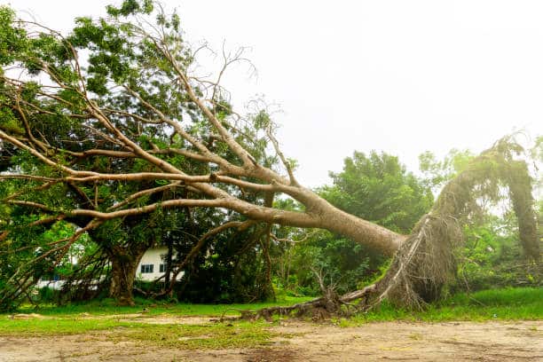 Emergency tree service response after storm damage