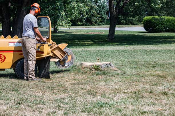 Safe tree removal from residential property