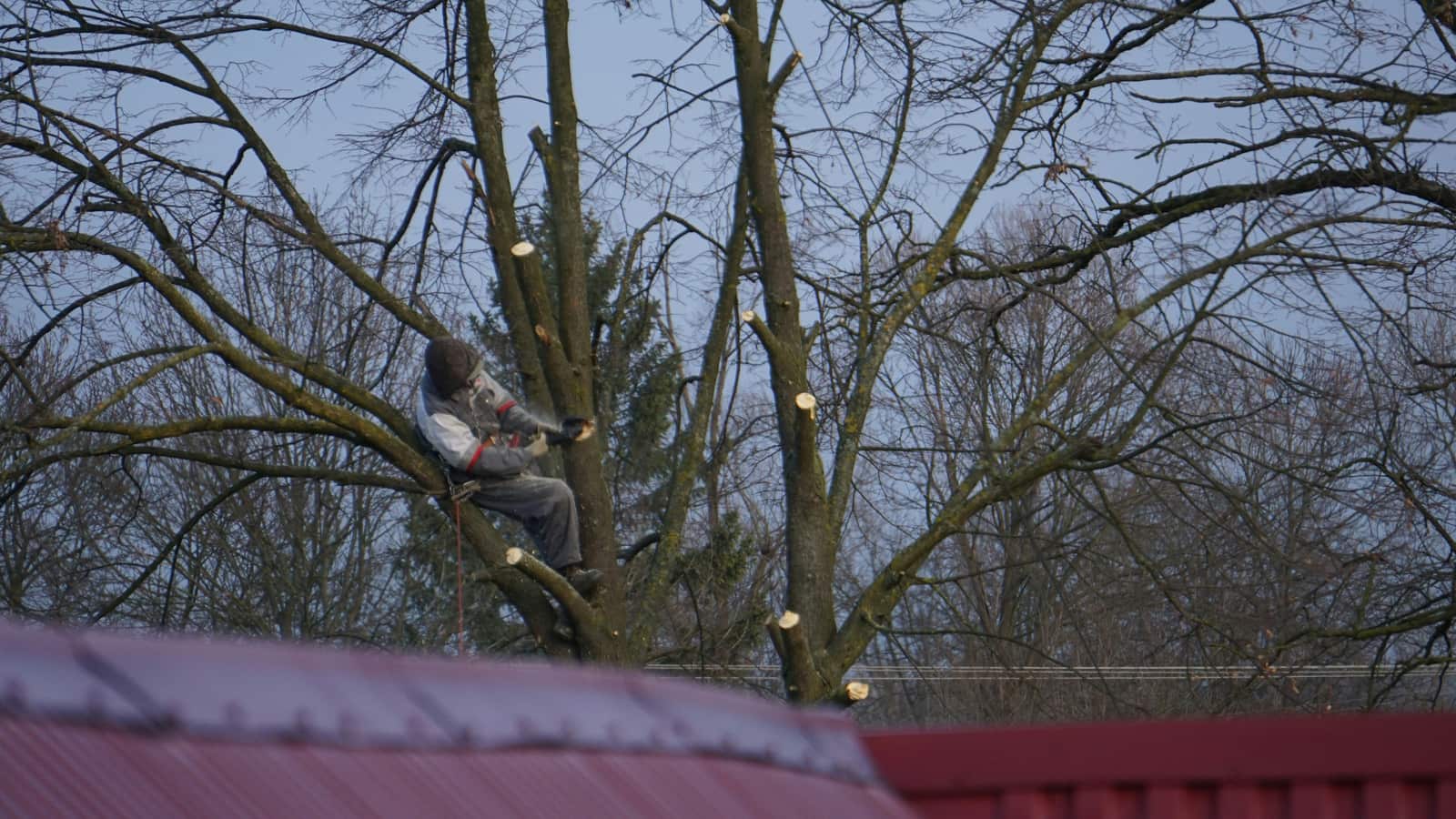 Professional tree trimming and pruning service